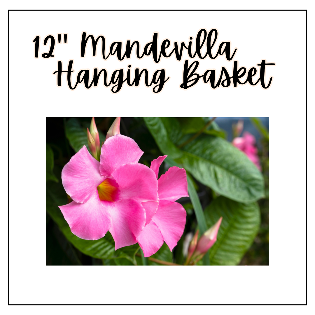 12" Mandevilla Hanging Basket (Sun)