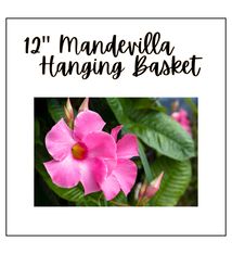 12" Mandevilla Hanging Basket (Sun)