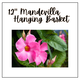 12" Mandevilla Hanging Basket (Sun)
