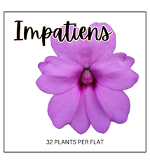 Impatiens (Partial Sun/Shade)