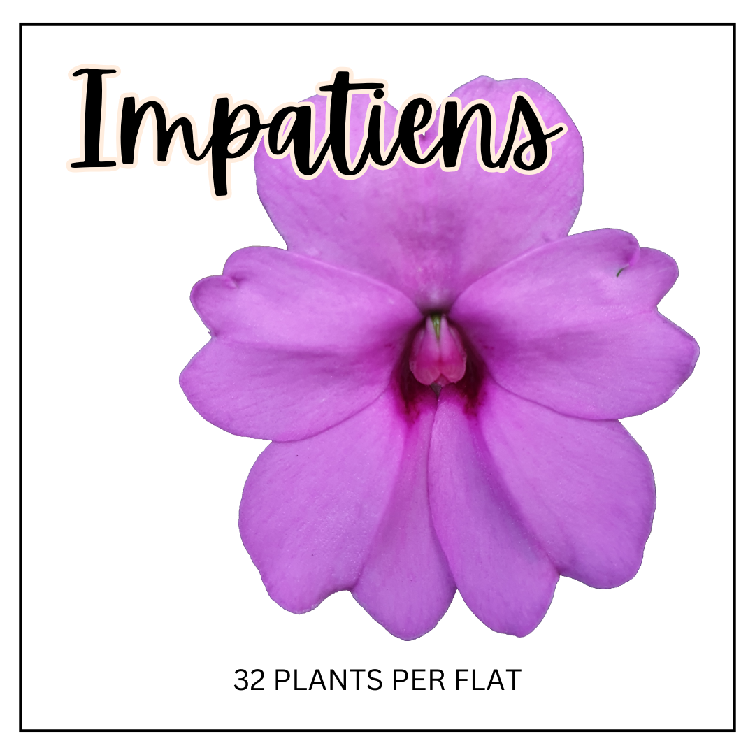 Impatiens (Partial Sun/Shade)