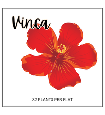 Vinca (Sun/Partial Shade)