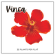 Vinca (Sun/Partial Shade)