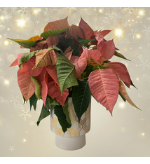 Holiday Arrangement Ceramic