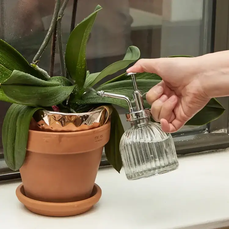 Kikkerland Vaporisateur pour plantes - Verre clair