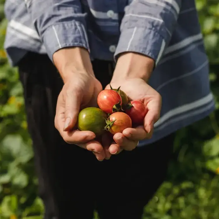 Le nutritionniste urbain Coffret de semences -  La collection de tomates