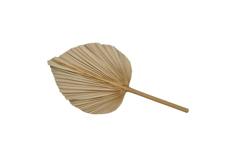 Nostalgia Feuille palmier