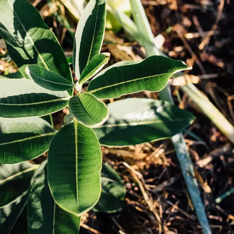 Le nutritionniste urbain Coffret de semences - Abeilles et pollinisateurs