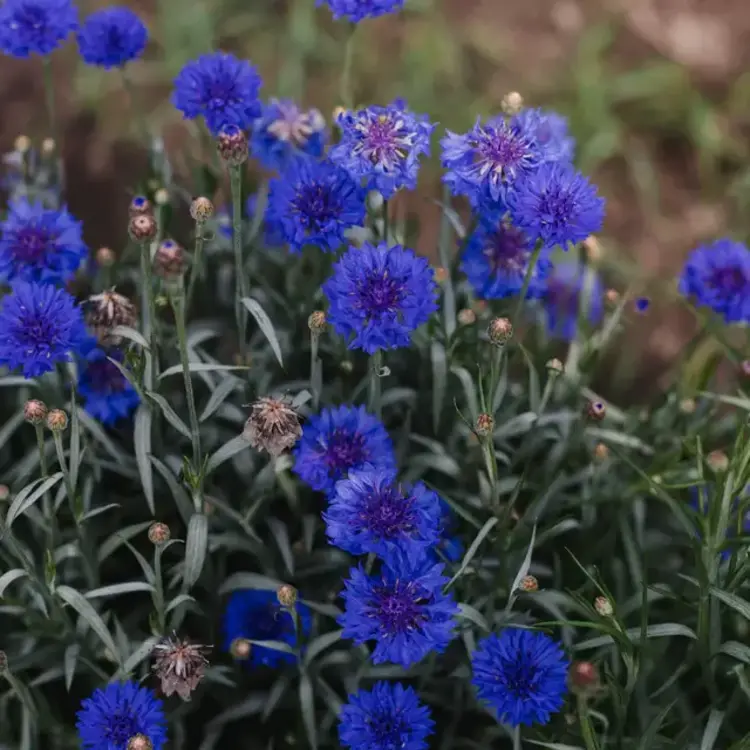 Le nutritionniste urbain Coffret de semences - Abeilles et pollinisateurs