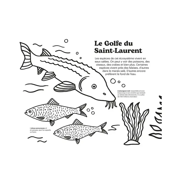 Paperole Livre à colorier - Cinq écosystème des Amériques