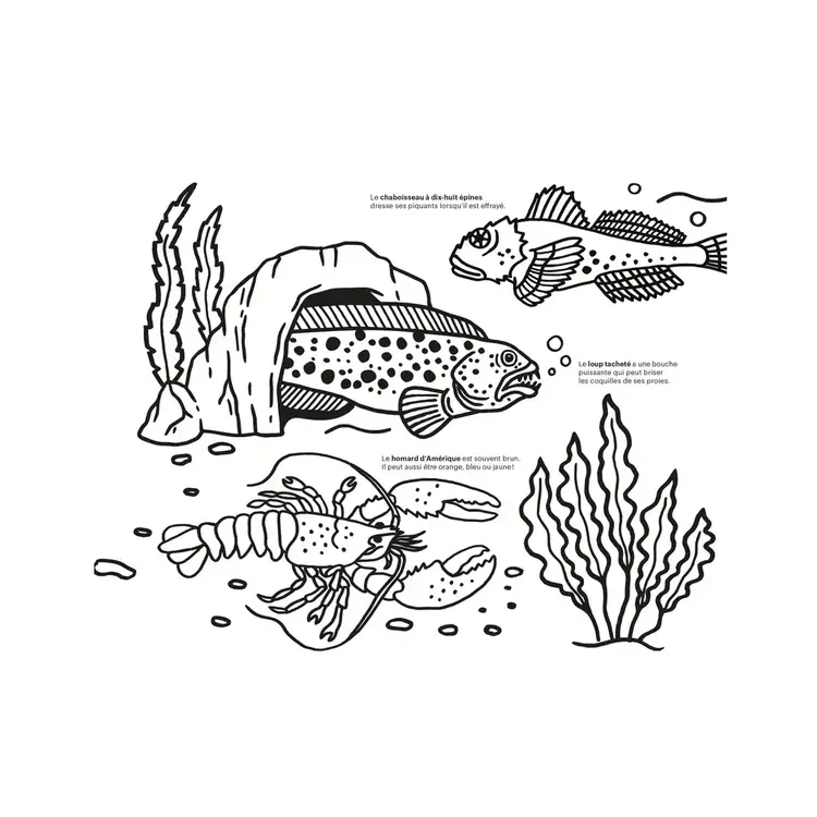 Paperole Livre à colorier - Cinq écosystème des Amériques