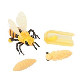 Bee Life Cycle Stages