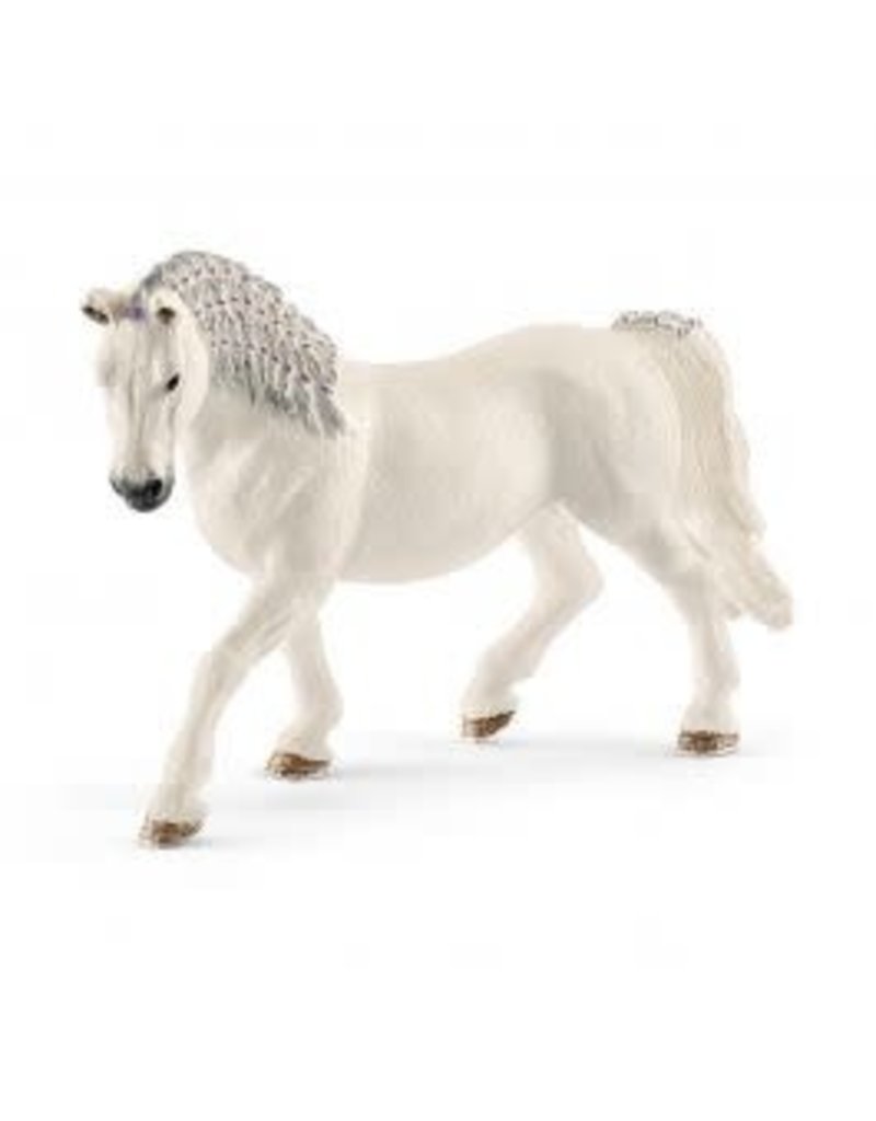 Lipizzaner Mare