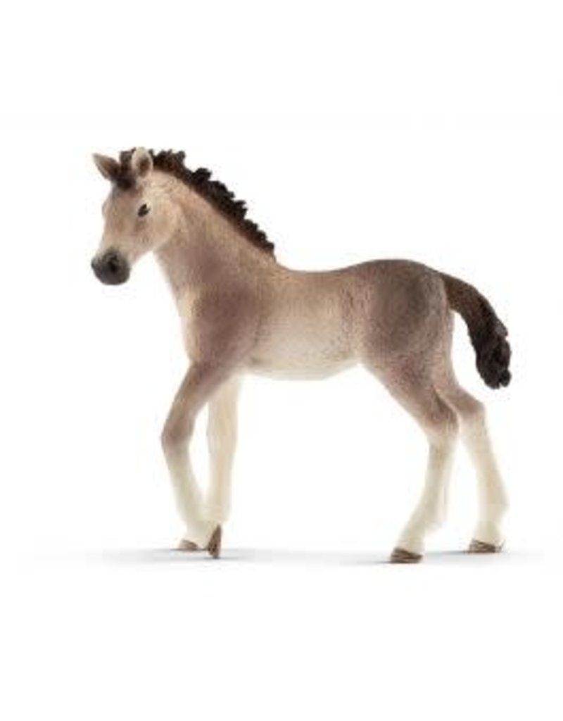 Andalusian foal