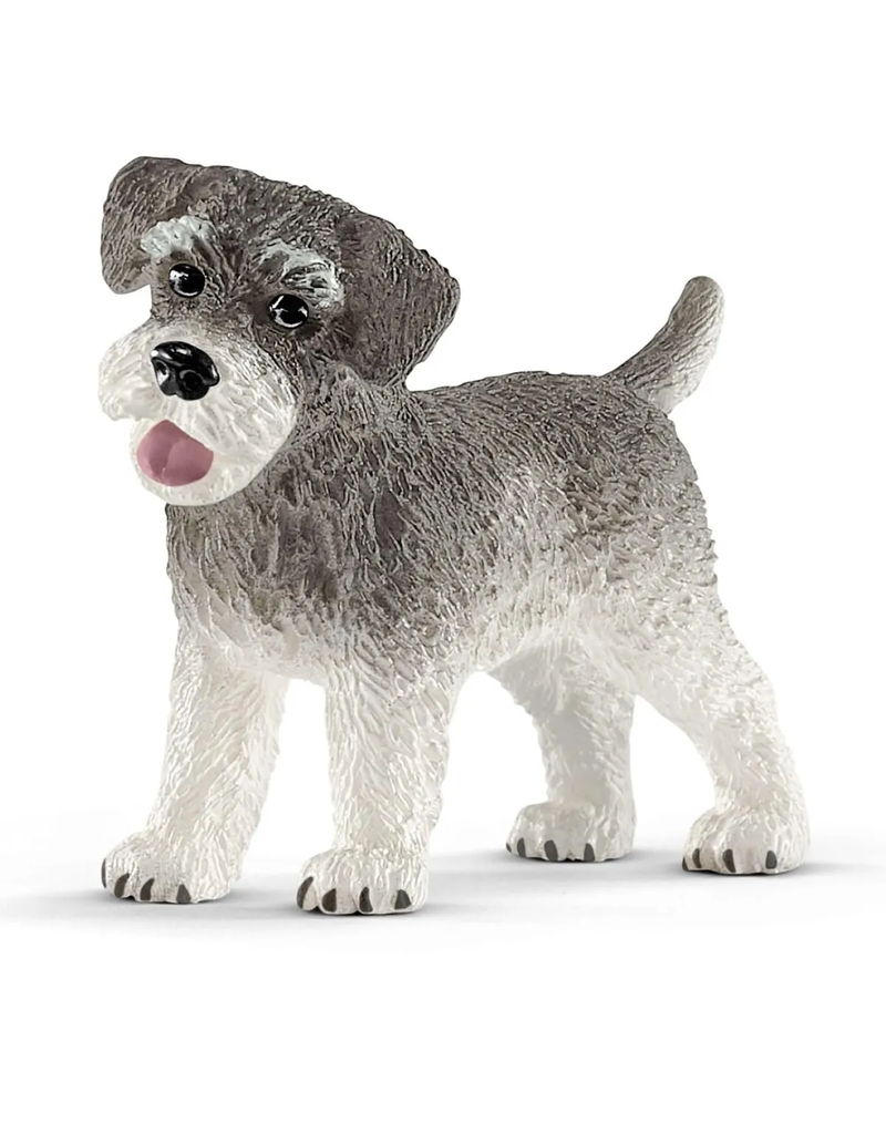 Miniature schnauzer