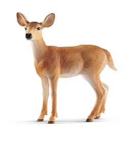 White-tailed doe