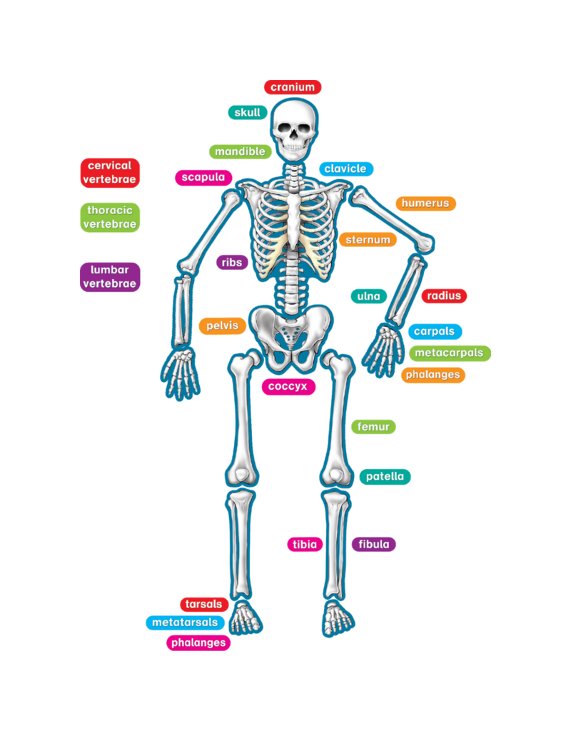 Human Skeleton Magnetic Accents