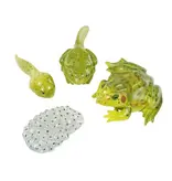 Frog Life Cycle Figurines