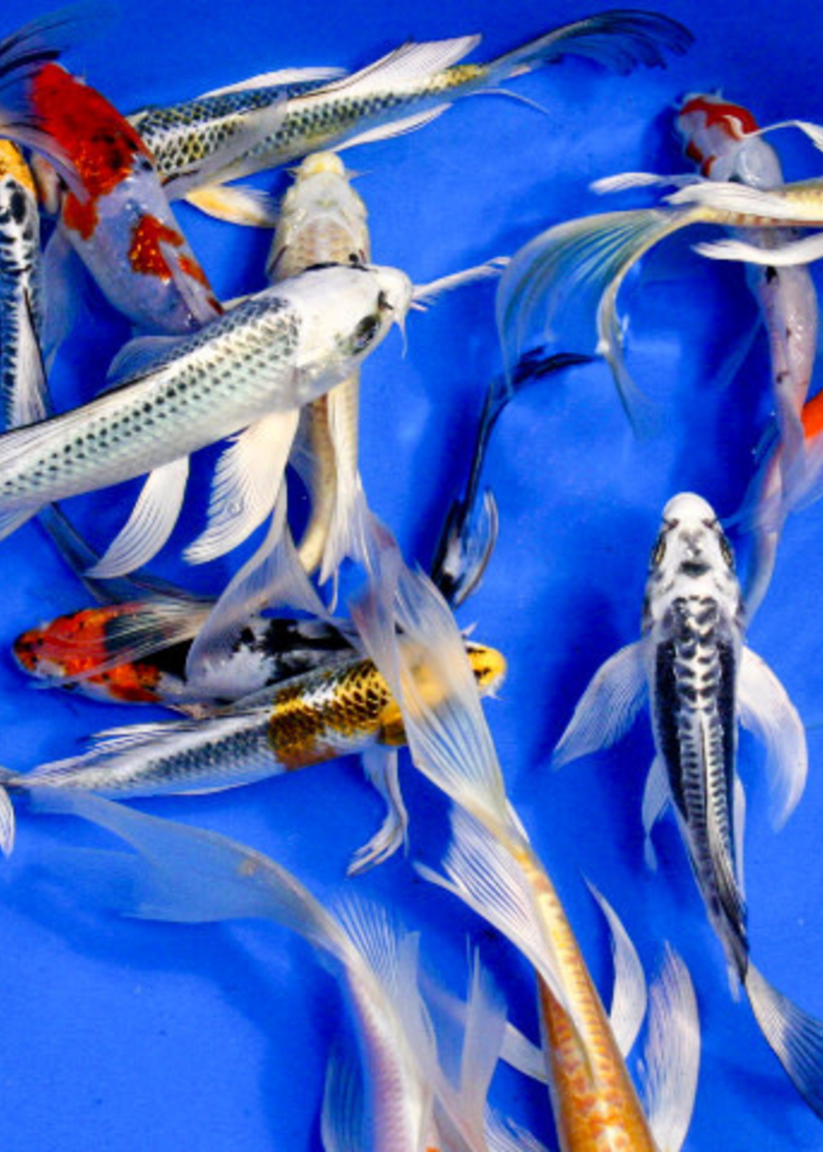 Premium Select Butterfly Koi 4-5" ADD $15 if Blue (wishing well pond)