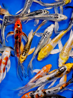 Premium Select Butterfly Koi 6"-10" ADD $20 if Blue (wishing well pond)