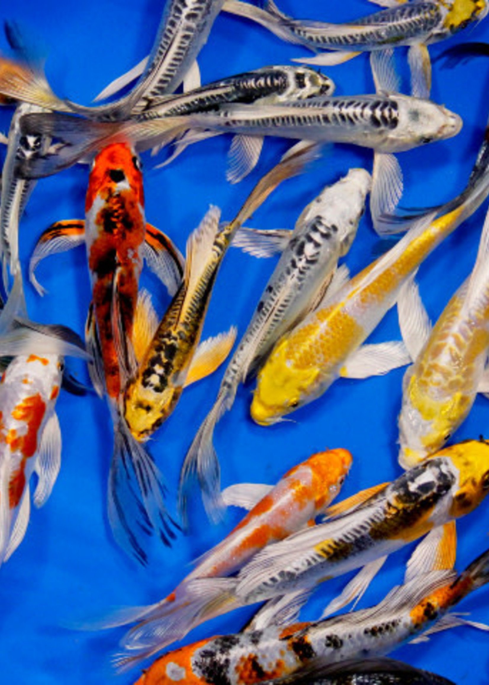 Premium Select Butterfly Koi 6"-10" ADD $20 if Blue (wishing well pond)
