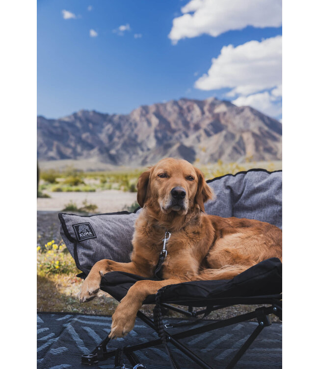 KUMA, Lazy Bear Dog Collar