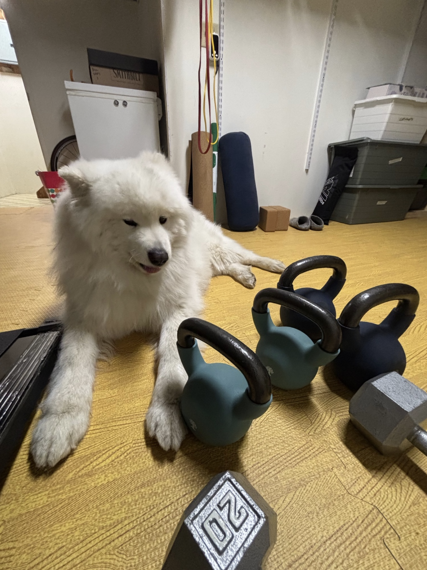 Dog laying next to a selection of workout weights