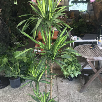 Floor F Dracaena-Rikki Cane