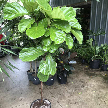 Trees & Large Specimens
