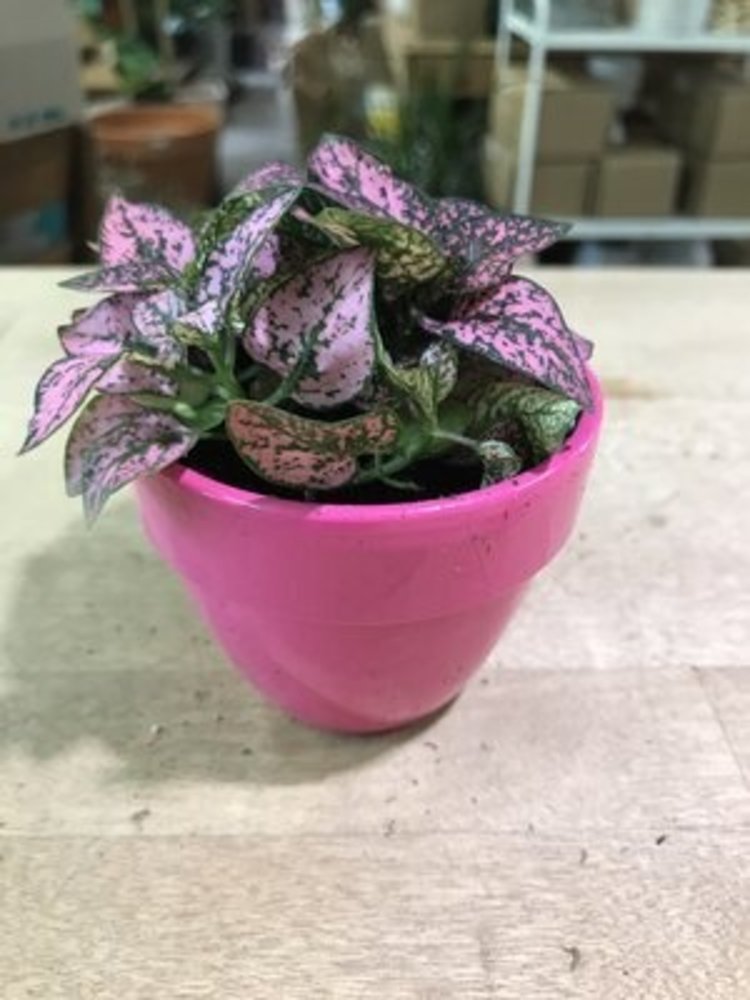 YELLOW Levante Pot, 2"