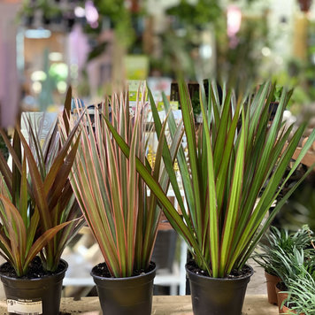 GREEN Assorted 4" Dracaena-Marginata