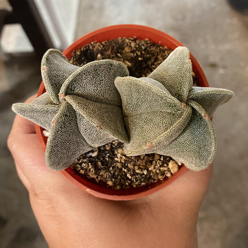C Astrophytum myrostigma - Bishops Cap