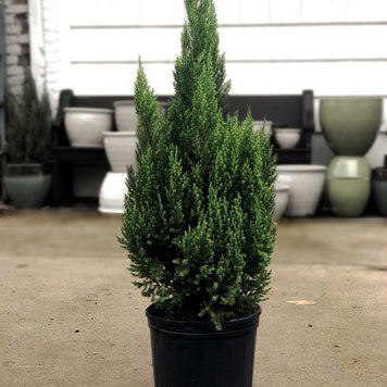 G Blue Point Juniper, 10"