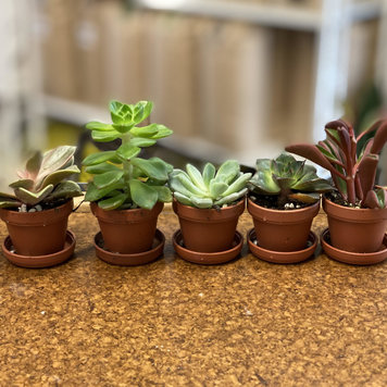 GREEN Assorted Succulents 1"