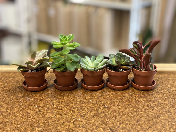 GREEN Assorted Succulents 1"