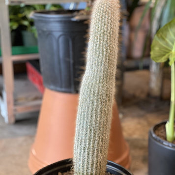 Floor A Cactus-Silver Torch (Cleistocactus strausii), 5gal