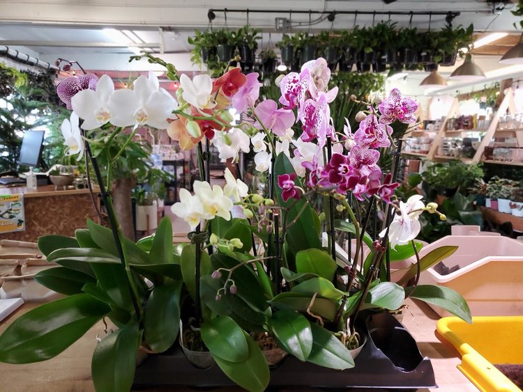 GREEN Orchid-Phalaenopsis Single Spike, 3"