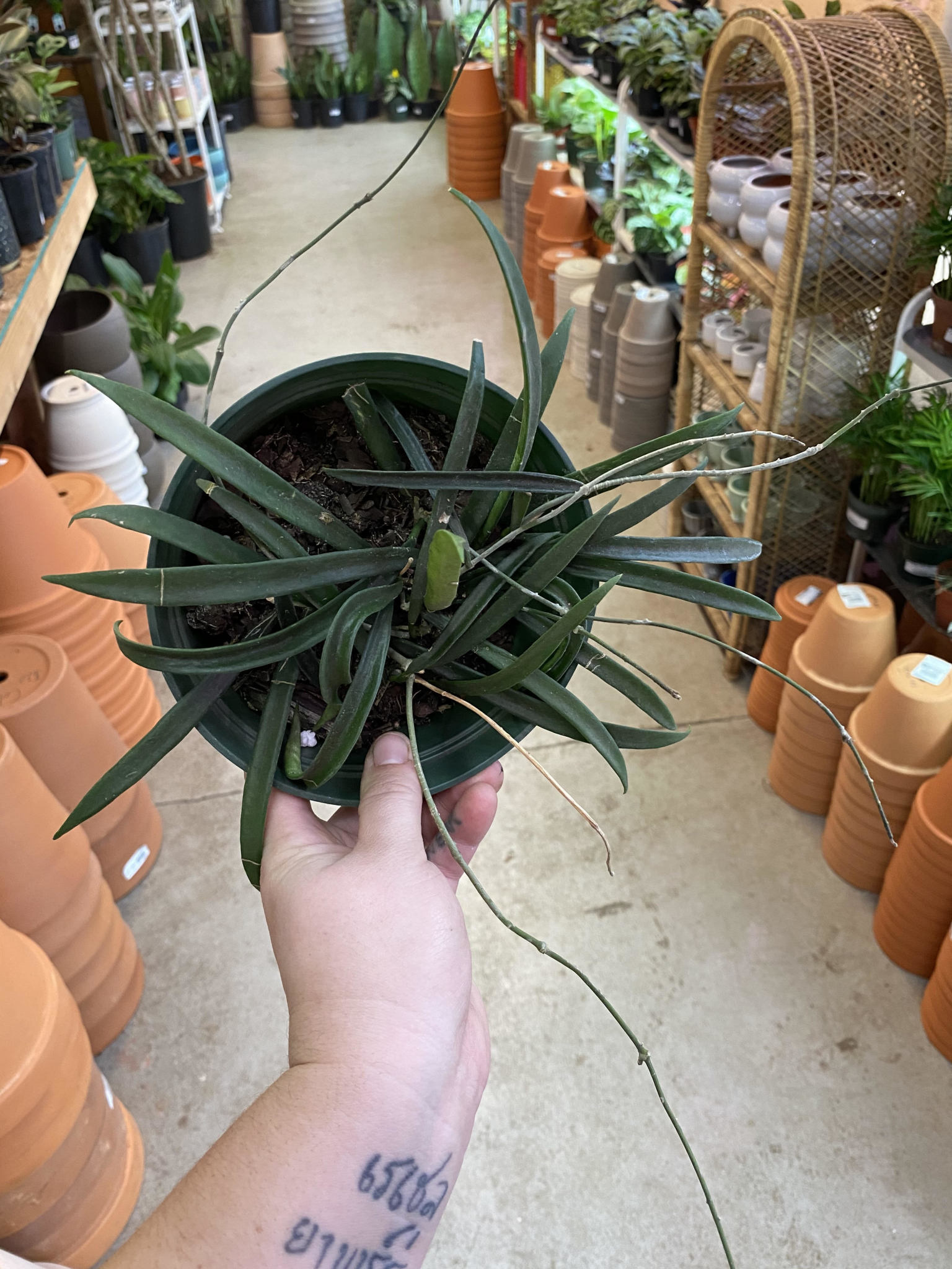 Hoya-Kentiana - Jungle House