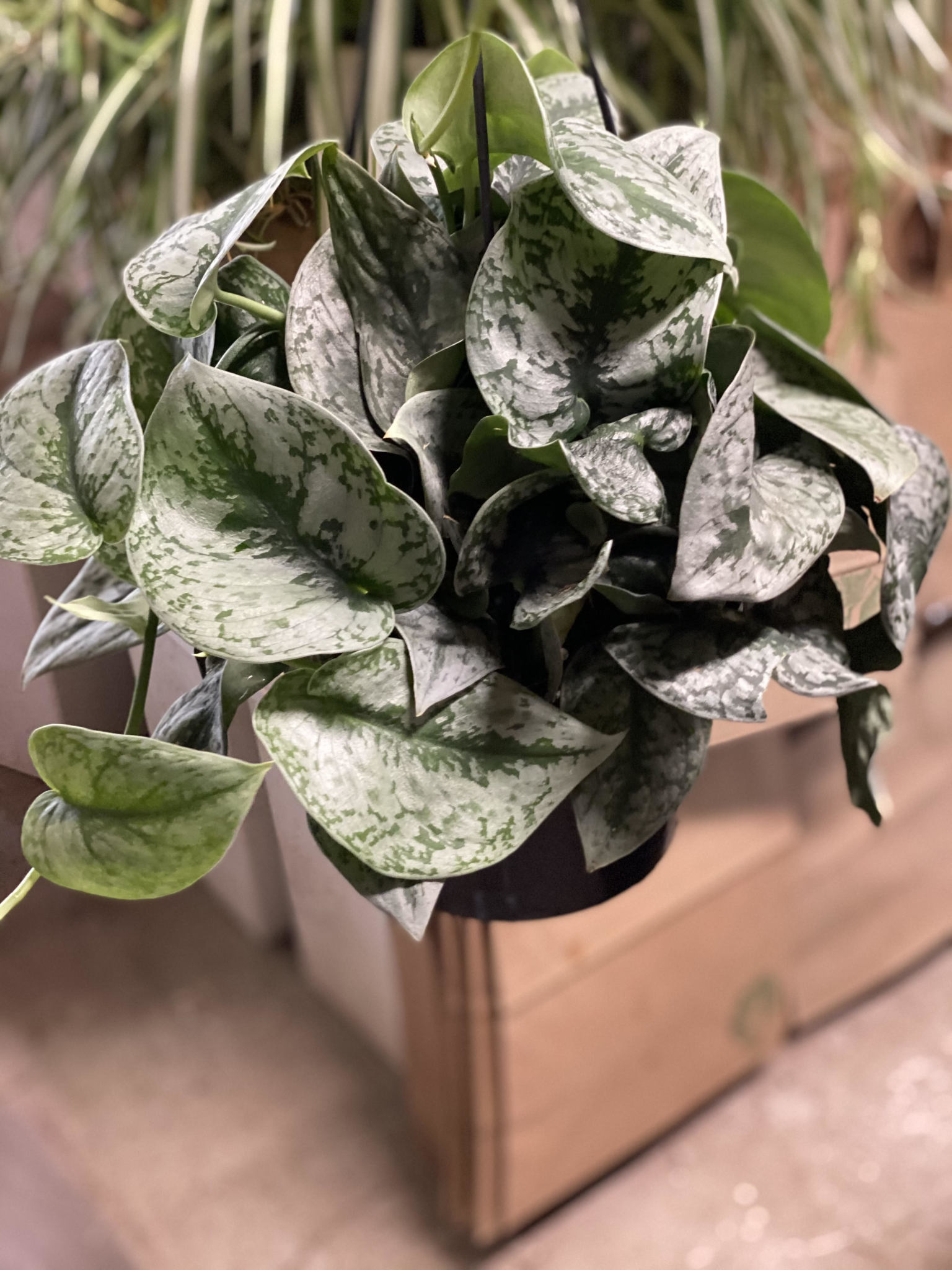 Scindapsus Pictus - Exotica (Silver Splash Pothos) - Jungle House