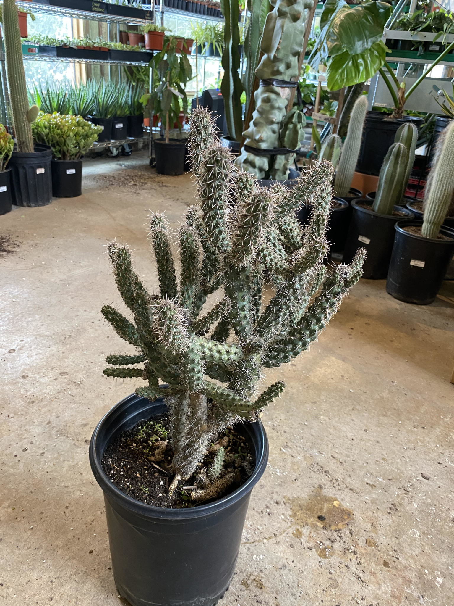 Cylindropuntia Cholla Cactus 5g Jungle House