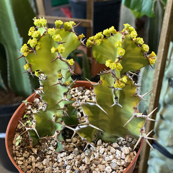GREEN Euphorbia-Zig Zag