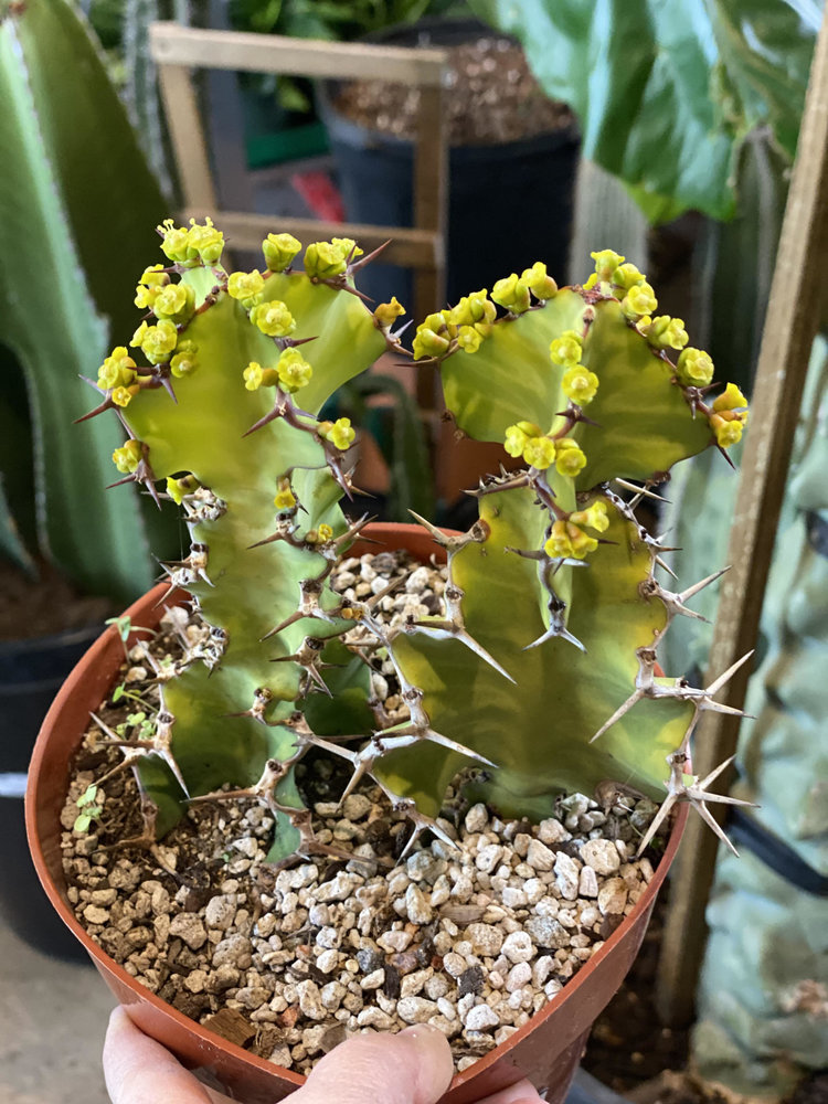 GREEN Euphorbia-Zig Zag  6"