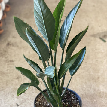 Floor B Strelitzia-Reginae (Orange Bird of Paradise)