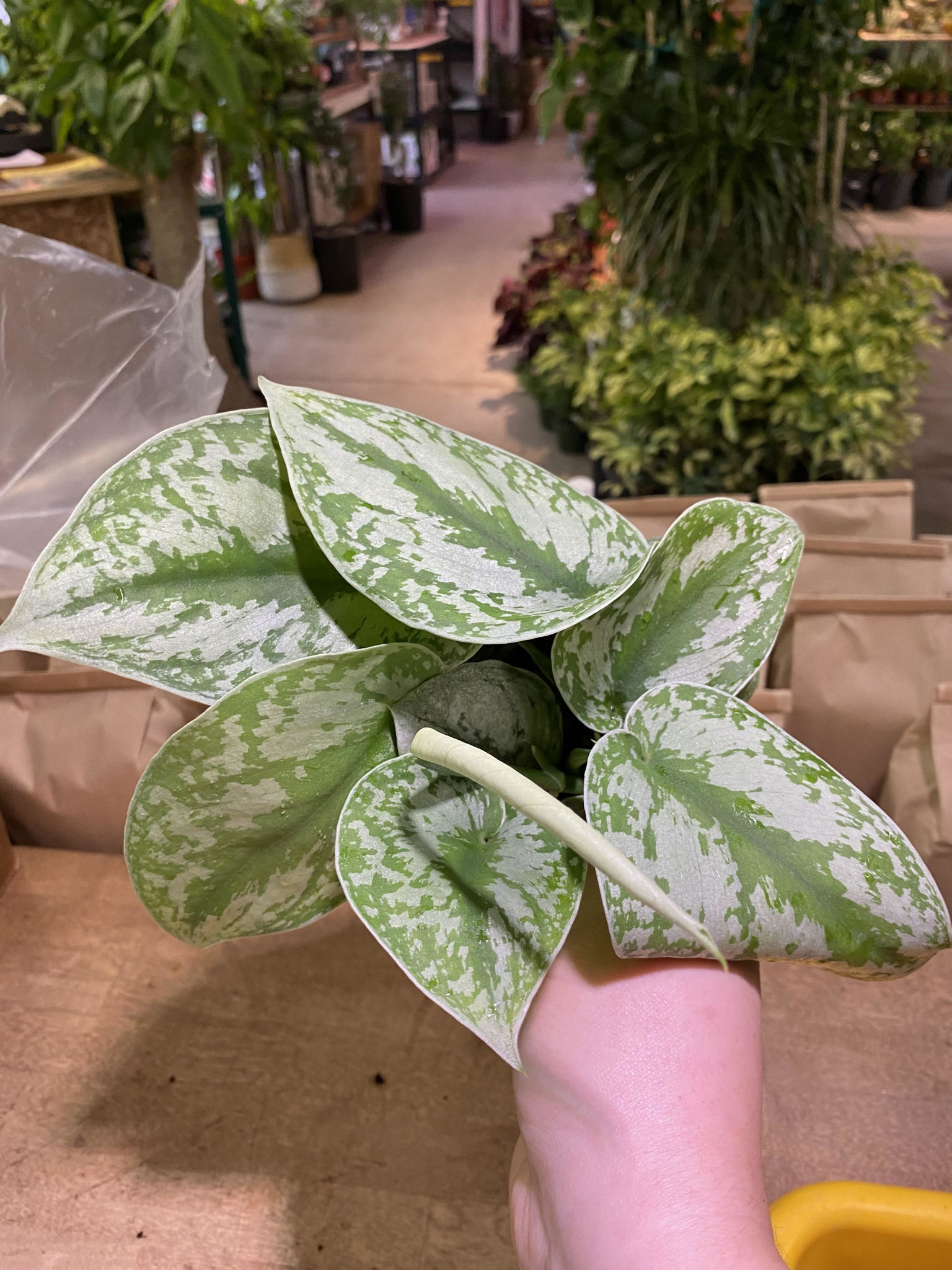Scindapsus Pictus Exotica (Silver Splash Pothos) Jungle House