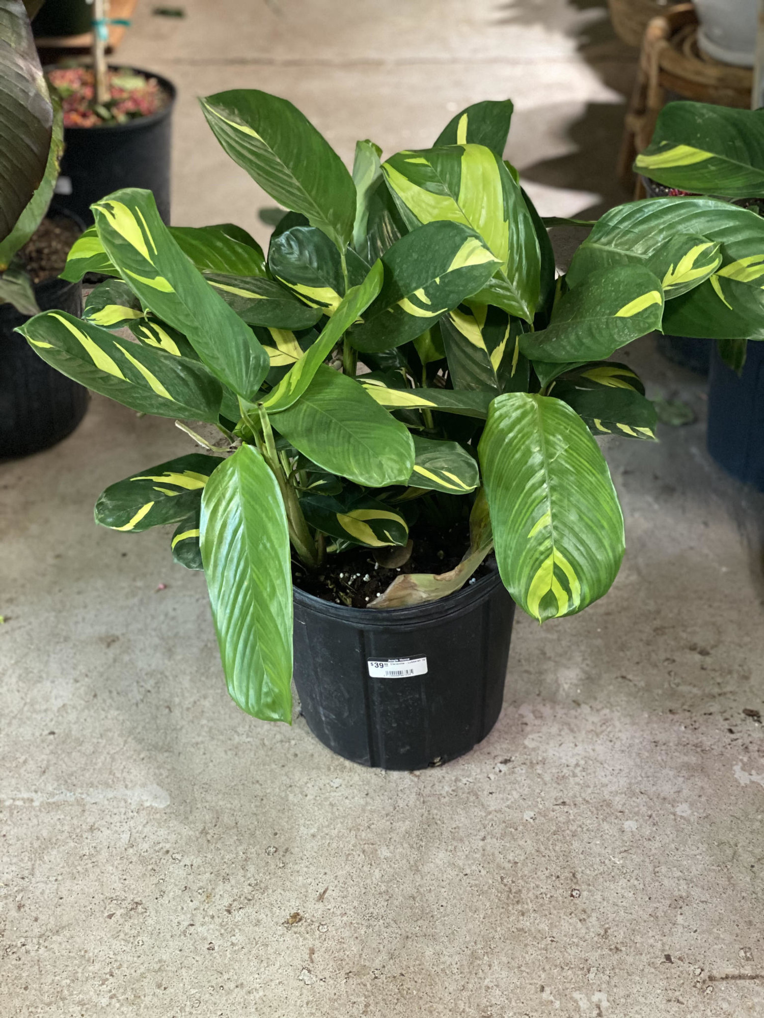 CtenantheLubbersii Jungle House