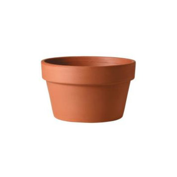 Azalea Terracotta Pot