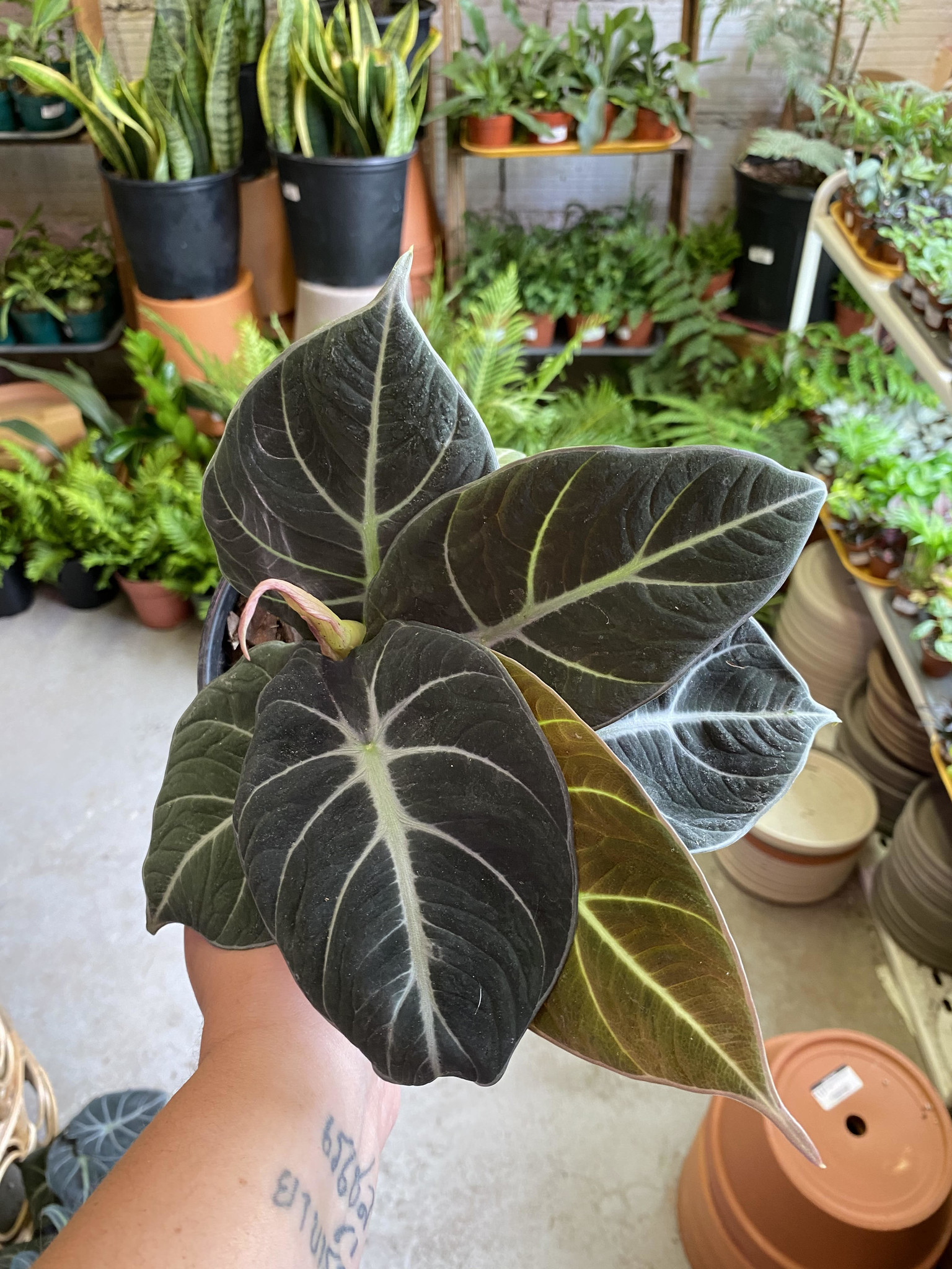 Alocasia-Black Velvet - Jungle House