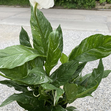 GREEN Spathiphyllum Domino - Variegated Peace Lily