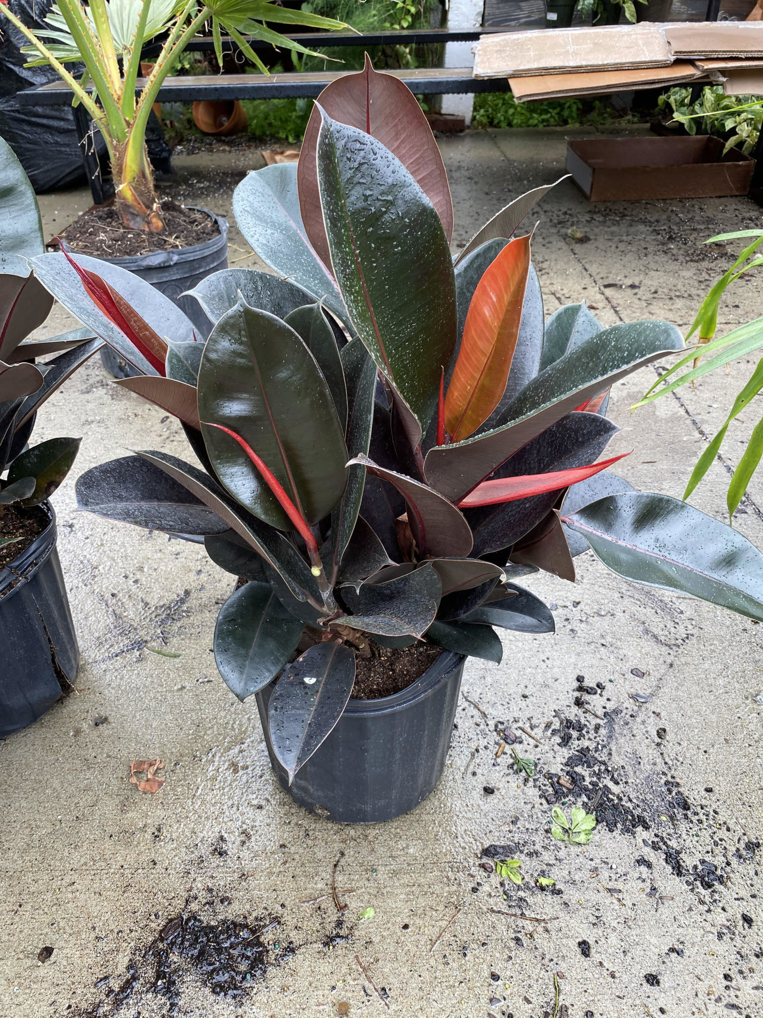 Ficus ElasticaBurgundy Rubber Tree Jungle House