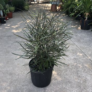 D Aralia-Elegantissima (False Aralia)